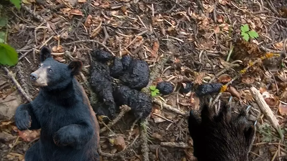 Missouri Gave Tips on How to Know You’re Dealing with Bear Poop