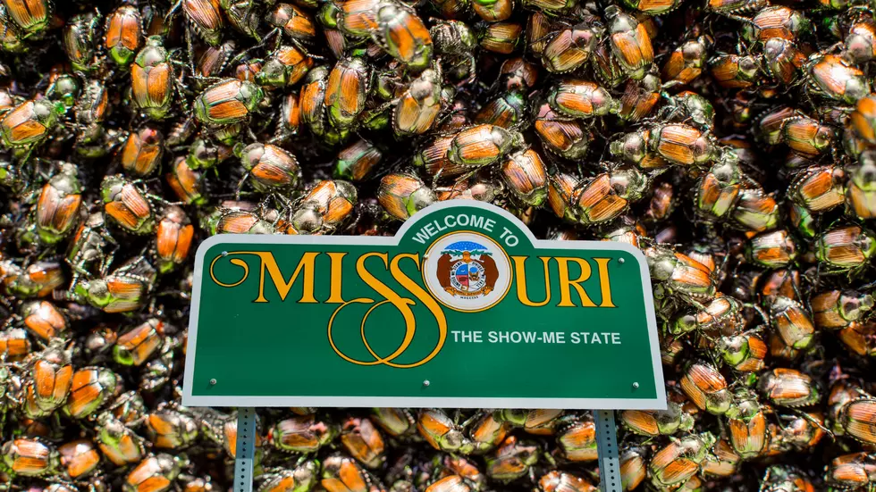 Missouri Sounds Alarm on Aggressive Field Pest